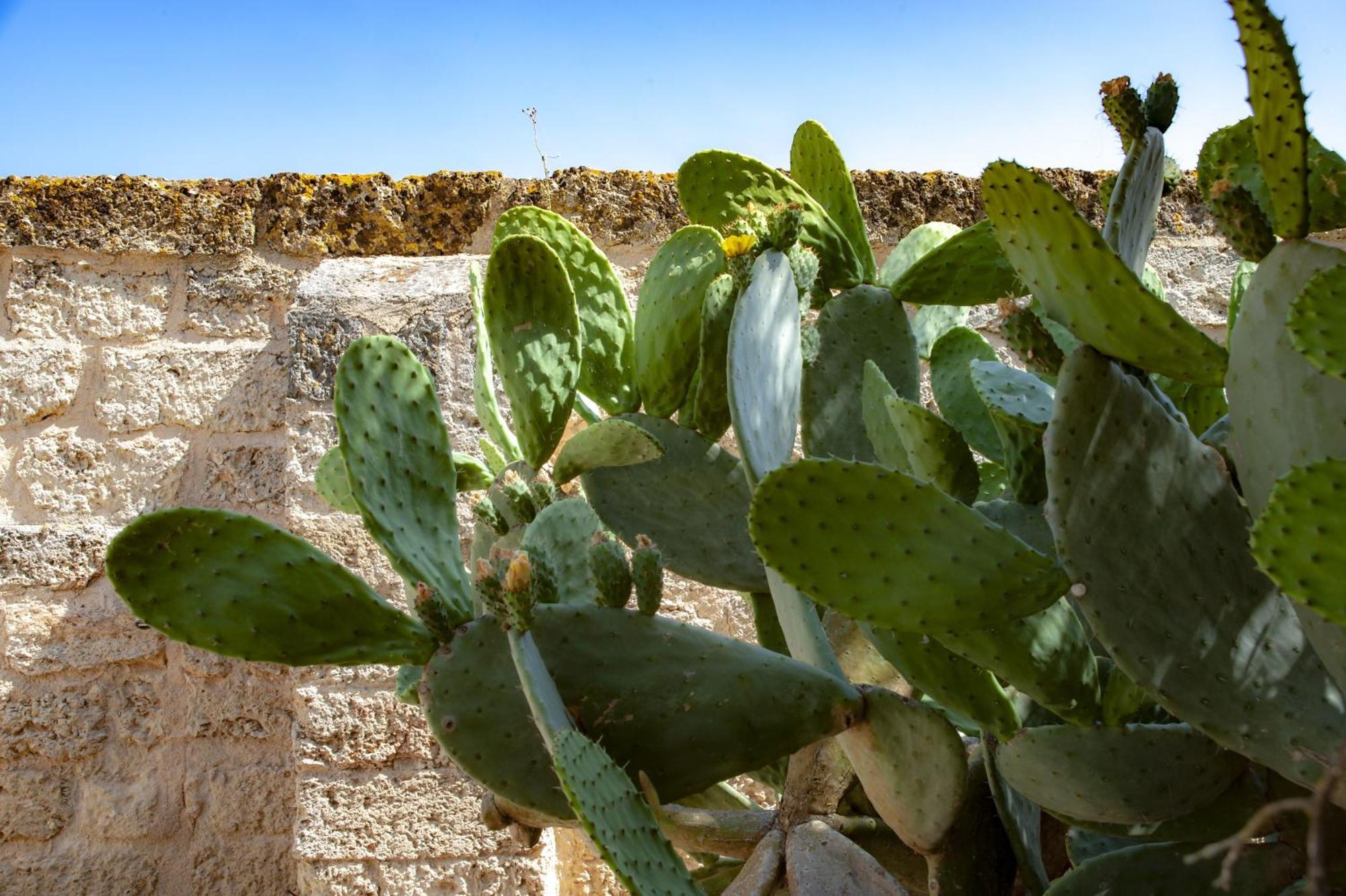 Masseria Bernardini Art Resort Nardò Exterior foto